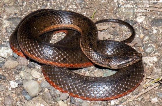 serpiente café con manchas negras y vientre naranja