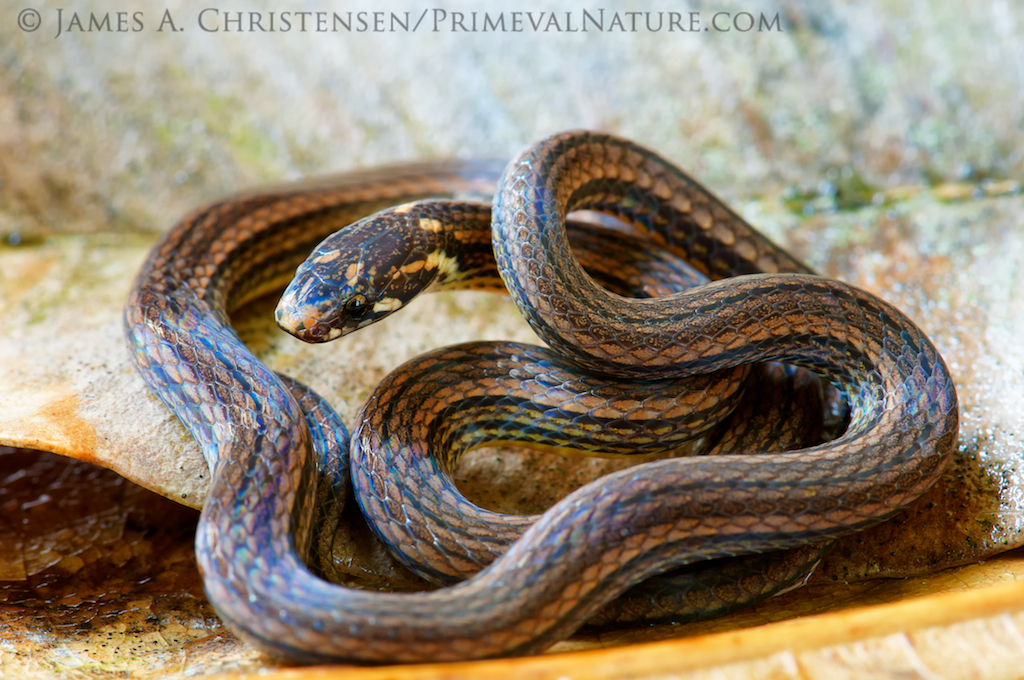 serpiente café con franjas azules y vientre amarillo