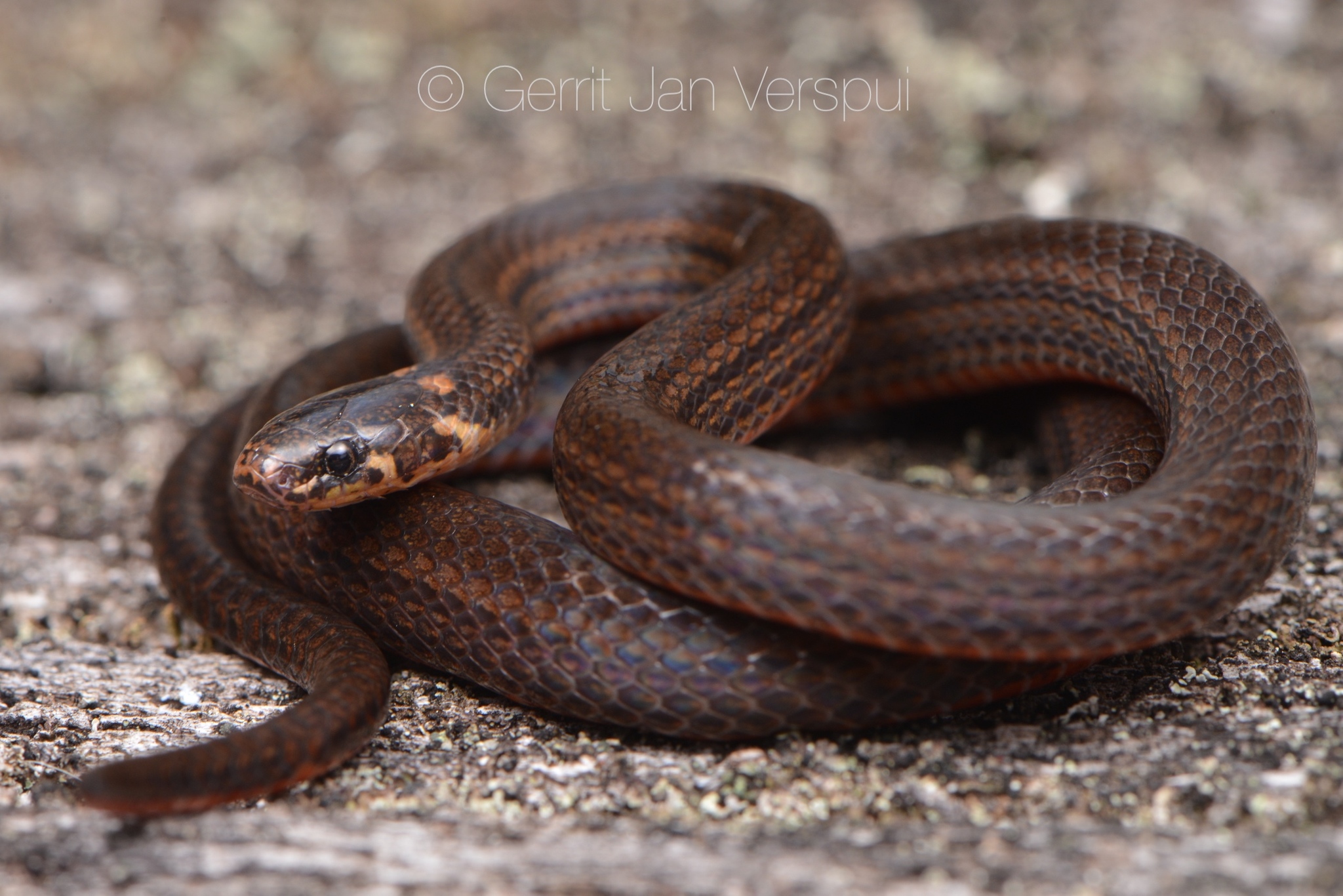 serpiente café con lengua negra