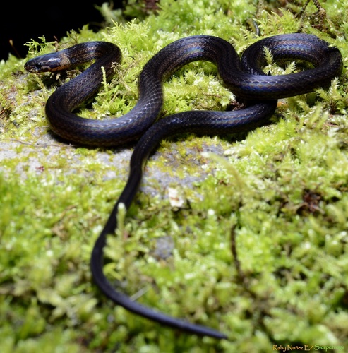 serpiente negra con líneas naranjas delgadas