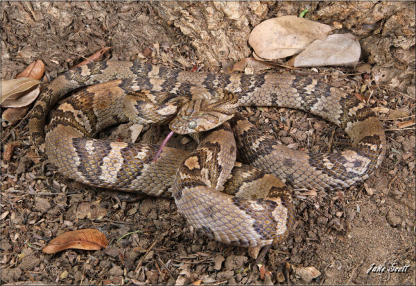 serpiente beige con manchas café