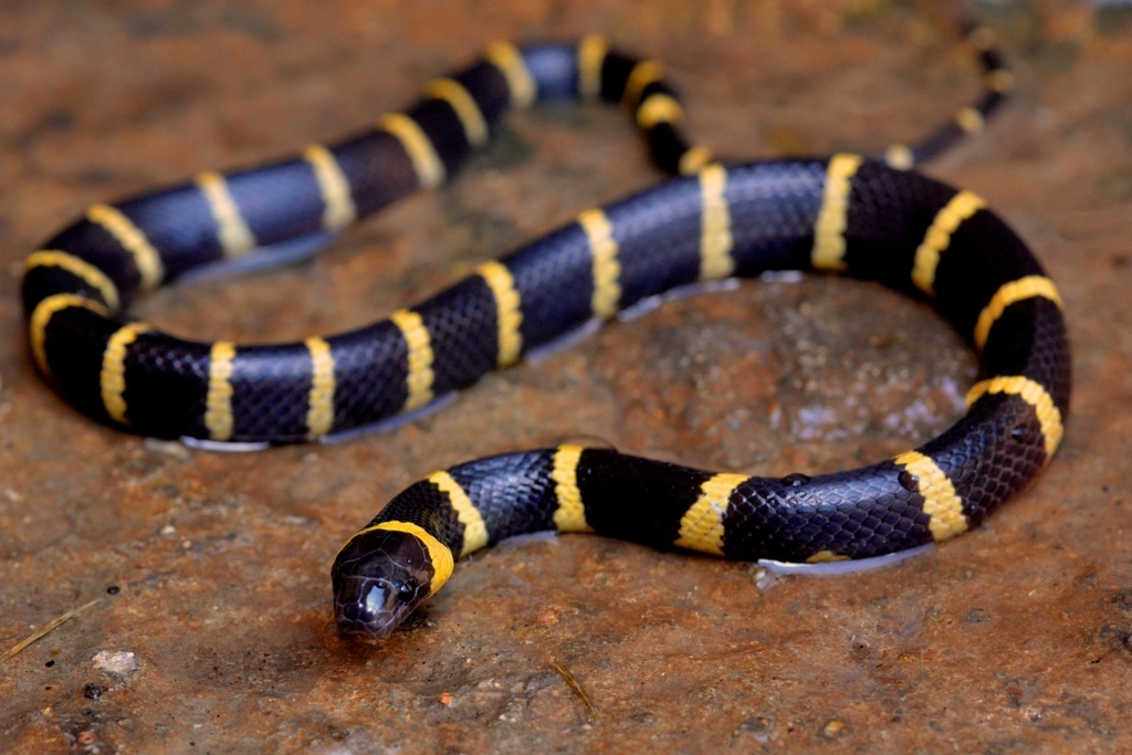 serpiente negra con anillos amarillos