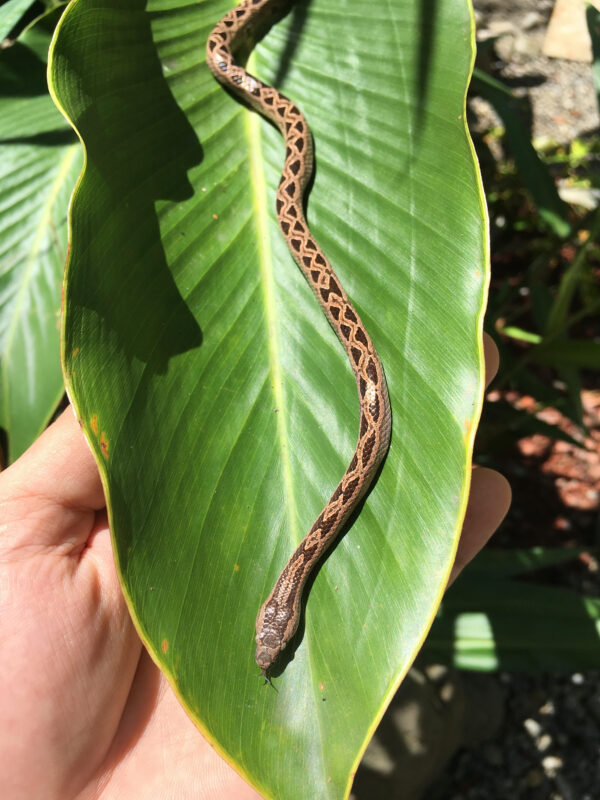 Boa De Las Bromelias - Imagen 2