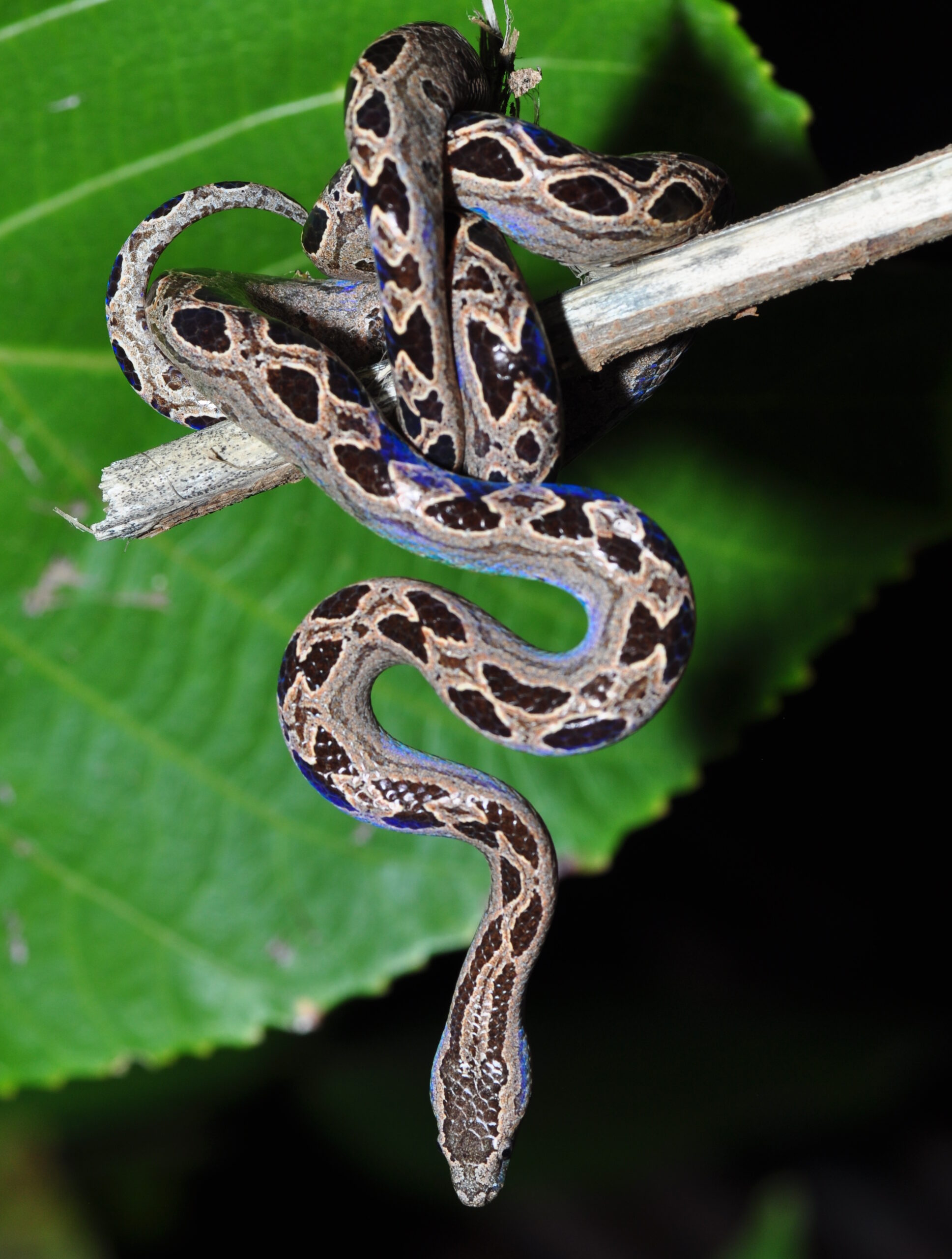 serpiente con manchas café y vientre amarillo