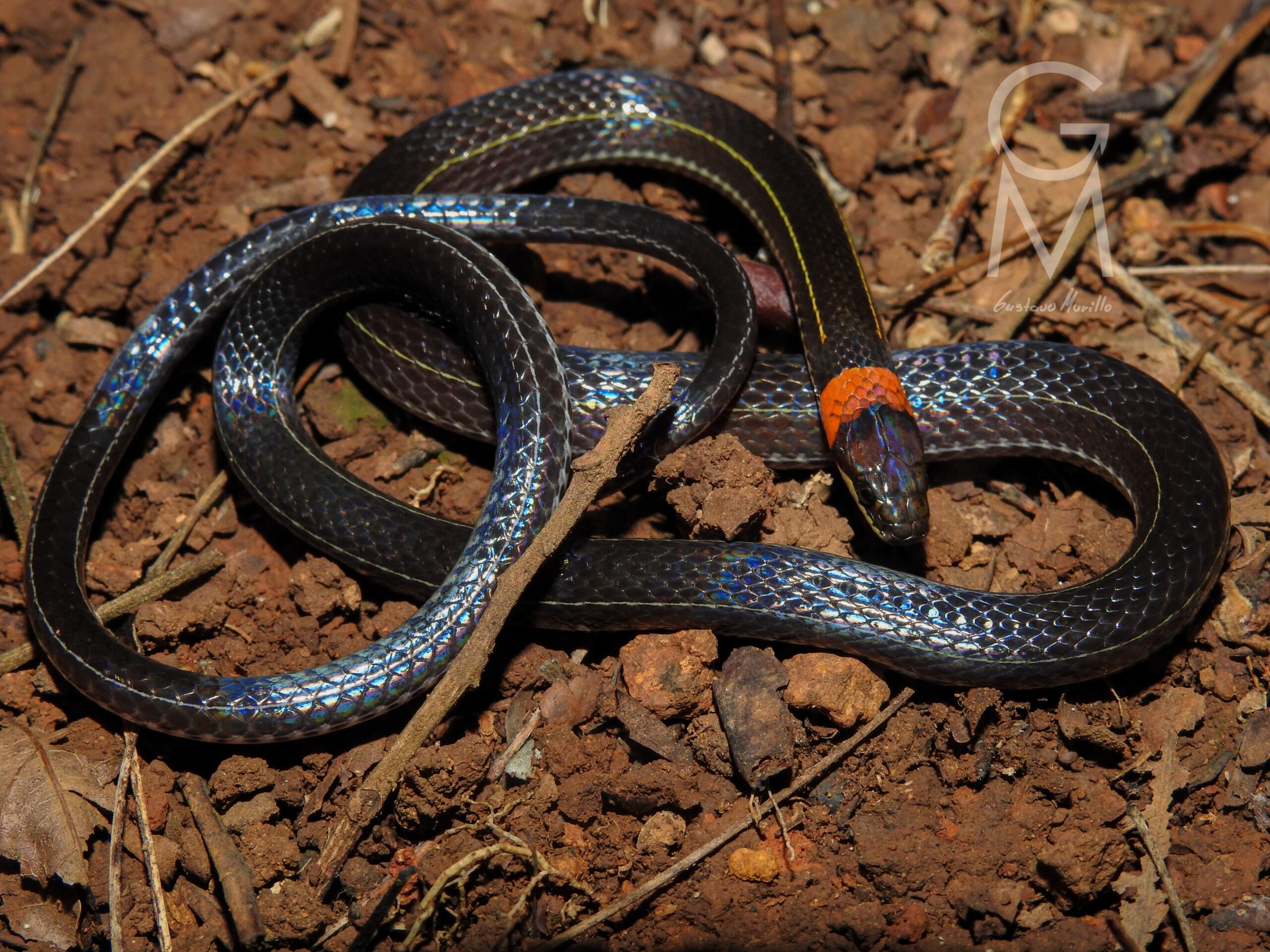 Urotheca decipiens serpiente negra con franjas blancas y collar blanco