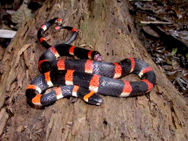 serpiente con anillos naranja negro y blanco