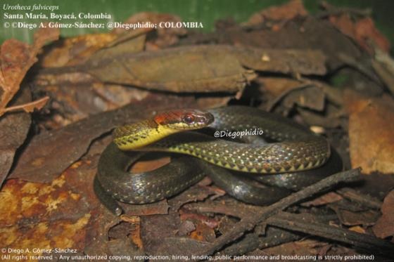 serpiente verde con cabeza roja