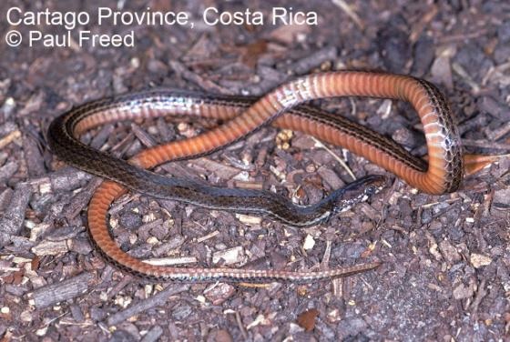 serpiente café con vientre anaranjado