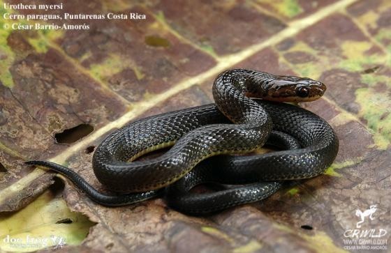 serpiente color negro