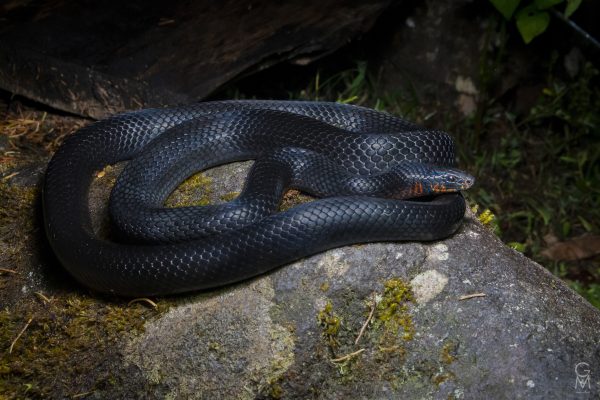 Serpiente De Leche Oscura