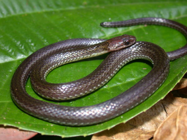 Serpiente de color café, negro y verde.